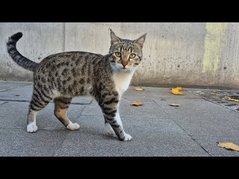 Wonderful street cat that resembles a leopard with its wonderful patterns.