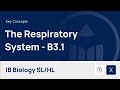 Respiratory System Functions and Mechanics