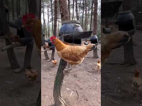 जंगल में मुर्गी पालन करके लाखों कमाते हैं #poultryfarm #shorts #viralvideo