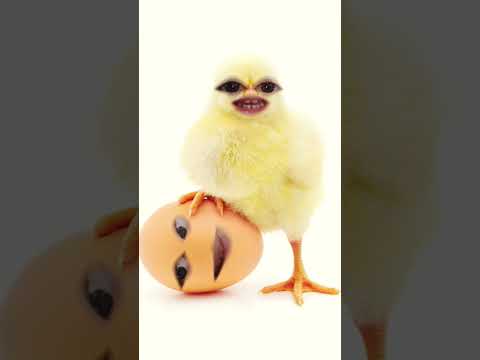 Civciv ile yumurta -53-🥚 🥚 🐣 😭😜shorts #eğlenceli #komik #civciv #funnyvideo #fypシ #keşfetteyiz