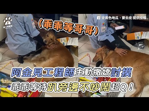 【阿金見工程師主動撒嬌討摸 乖乖等待趴旁邊不吵鬧超Q！】｜FB / 金黃色地瓜，要去皮