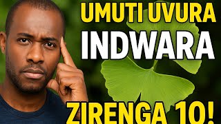 Ginkgo biloba,UMUTI UVURA INDWARA ZIRENGA 10 // Umuti w’imitsi,umuti w’ubwonko,GINKGO BILOBA