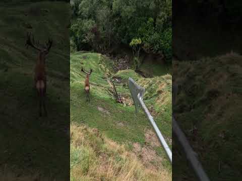 20 yard Throw, Spear kill, Big Boy!!