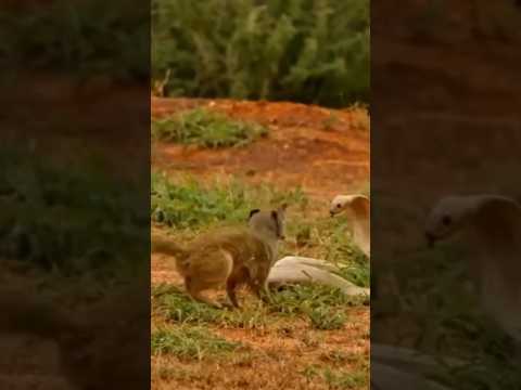 "नेवले की बहादुरी: जब किंग कोबरा को भागना पड़ा!" #MongooseVsCobra #JungleFight #WildlifeStories