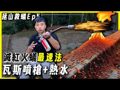 【拯山救蟻Ep5】來了！瓦斯噴槍+熱水直搗紅火蟻大軍｜無毒滅紅火蟻最推方法｜自家農地滅紅火蟻篇3｜臺灣蟻窟