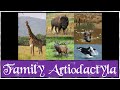 Ruminant Animals and Digestion Concepts