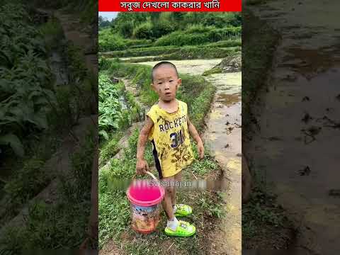 সবুজ দেখলো কাকরার খানি।। #shorts