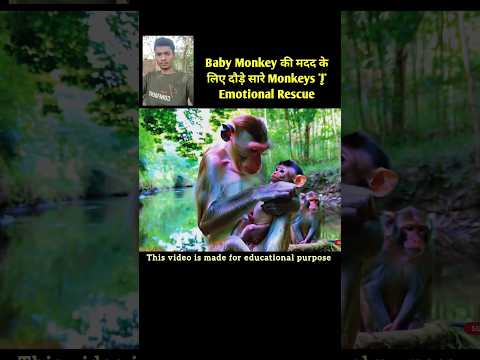 Baby Monkey की मदद के लिए दौड़े सारे Monkeys | Emotional Rescue #shorts #hindisong #trending
