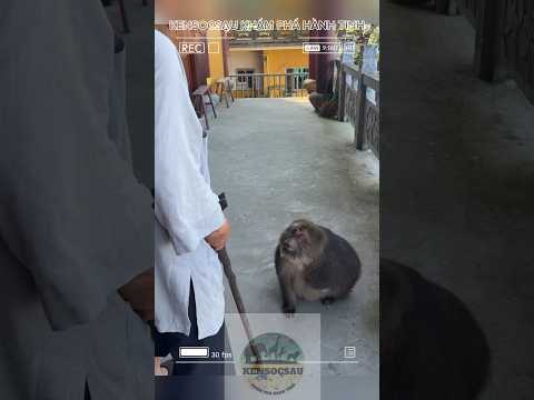 Con khỉ phá phách và vị chủ trì đáng kính!!! #kensocsau #animals #nature khamphahanhtin