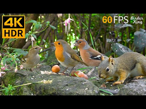 Cat TV for Cats to Watch 😺 Summer Fun with Cute Birds, Squirrels, Chipmunks 🐿 Cat Games 4K HDR