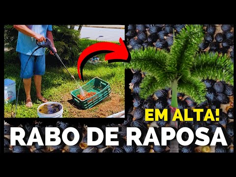 COMO COLETAR E PREPARAR AS SEMENTES DE RABO DE RAPOSA