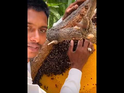 கடைசியில் நடந்த சம்பவம் 😮 மிரளவைத்த தேனிக்கள் 💥 Honey Bee #shortsfeed #tamil #history #honey