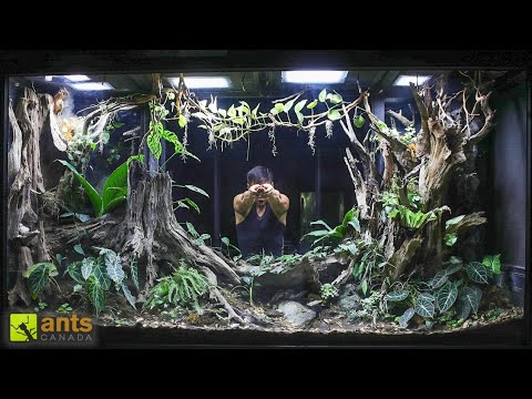 I Added a Tortoise Into My Giant Rainforest Vivarium
