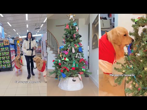 Taking My Dogs For Their Christmas Sock Tree