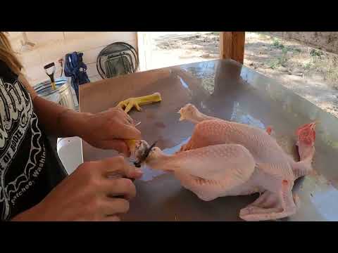 Butcher Day on the Homestead