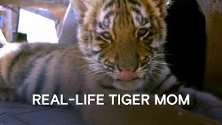She Raises Tiger Cubs Like Her Own Kids  | International Tiger Day Special