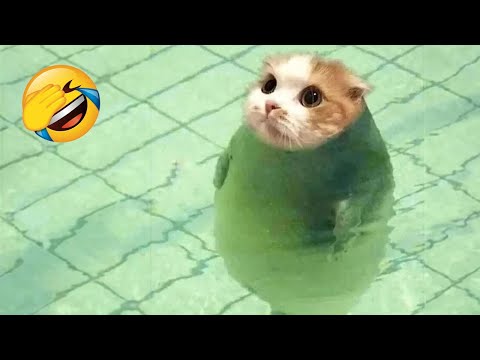 New Funny Animals 2023 ๐๐ Funniest Cats and Dogs Videos ๐ถ๐น Part 19