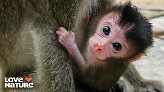 Nature’s Strangest Parents: From Monkey Daycare to Termite Nurseries! | Parents In The Wild 102