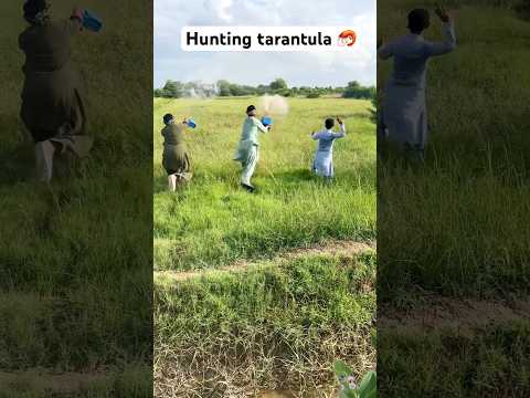 Hunting Tarantula #amazing #farming #shortsvideo