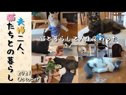 平凡な夫婦の毎日を楽園に変えた猫との1ヶ月の軌跡　 Oct. 2021