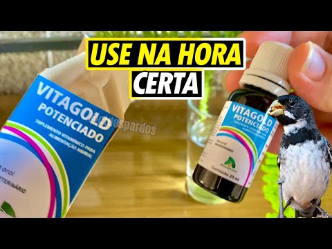 Famoso vitagold potenciado! Hora de fornecer ao coleiro e benefícios ao usar