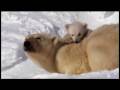 Cuccioli e loro bisogni nel ghiaccio