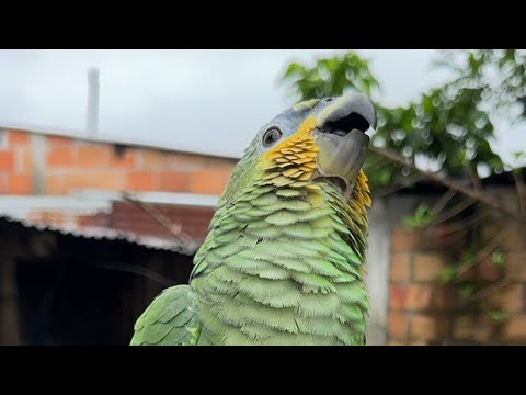 Viaja conmigo el cholopo está en vivo