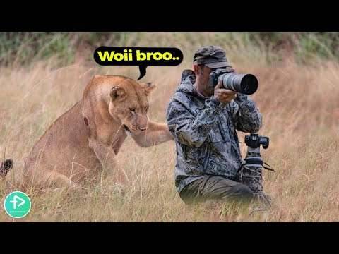 Ketika Harimau ini Mengejutkan Photografer, Perhatikan Reaksi Kocaknya.. |ASLI NGAKAK!
