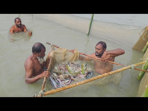 দক্ষিণা বাতাস হালকা শীত ঝাউ দিয়ে নদীতে মাছ ধরা। চিংড়ি বাইলা মাছ ধরা। Amazing shrimp fish & etc Fish