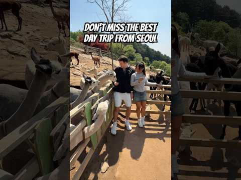 Visiting Korea!? Don’t miss the best day trip from Seoul!