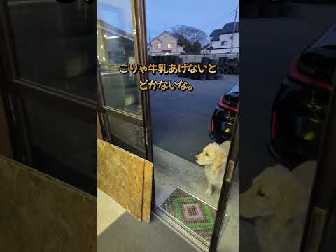 お兄ちゃんと大型犬の退社時間の攻防 #ゴールデンレトリバー子犬 #大型犬のいる生活