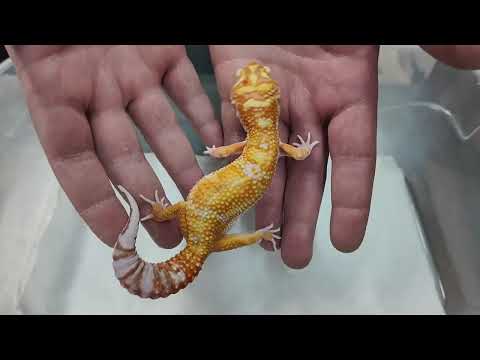 Question & Answer Leopard Geckos LIVE! - 11/14/24