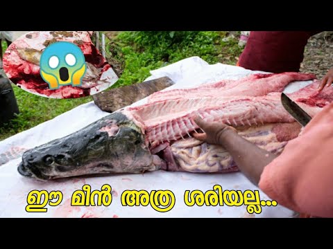 അരാപൈമയെ കൊന്നപ്പോൾ വയറ്റിൽ നിന്നും കിട്ടിയ സാധനം കണ്ട് ഞെട്ടി 😱 35 Kg Arapaima Fish Cutting | Fish