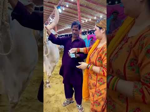 #alhamdulillah Deal done qurbni 2024 #shorts #viralvideos #viraltiktok #video #cowmandi