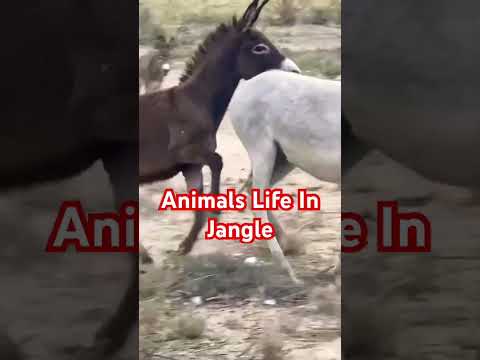 Wild Animals❤️#foryou#animals#reels#donkeywith#viral#shortvideo#viralvideo#shorts#short #viralshorts