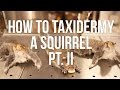 Taxidermy Process and Techniques