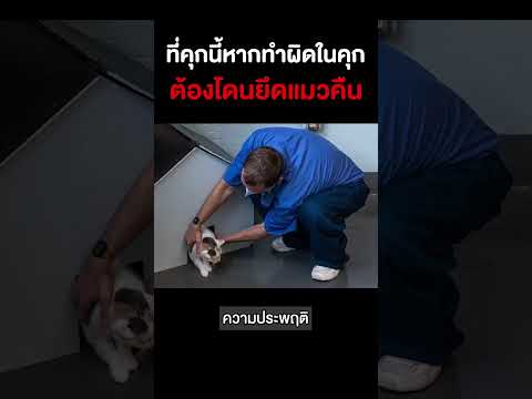 คุกนี้หากทำผิดในคุกต้องโดนยึดแมวคืน #shorts