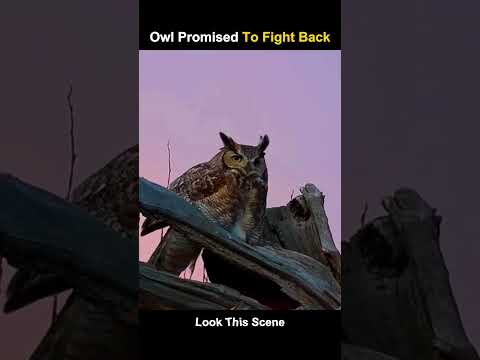 Falcon Attack But the Owl Fights Back Like a Warrior #trending #animals #wildlife #youtubeshorts