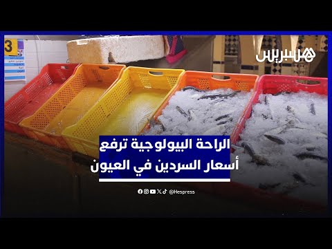 انخفاض واضح في المعروض.. الراحة البيولوجية ترفع أسعار السردين في العيون