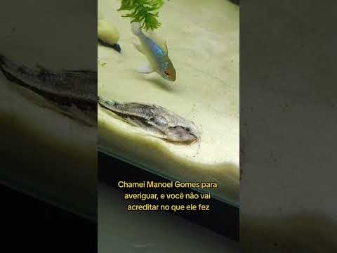 #aquarismo #historias #series #fanfic #natureza #animais #peixesdecaixadagua #dorama #peixebetta
