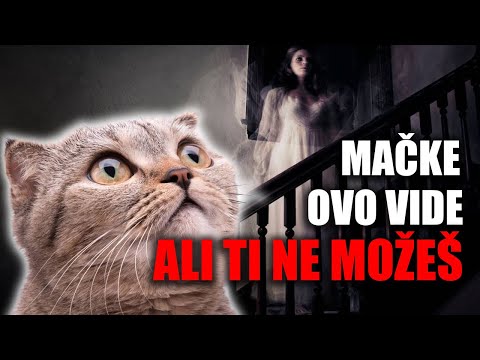 10 ČUDNIH Stvari Koje Samo Mačke mogu da vide i čuju, ali vi ne Možete!