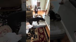 Murray, Hugo, & Elizabeth