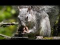 Impact of Invasive Species