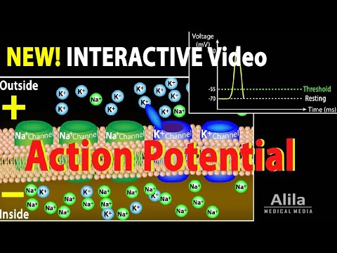 NEW: INTERACTIVE video: Action Potential in Neurons, Animation with Quiz