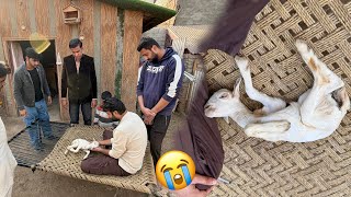 Baby Goat Ki Achank Tbyt Kharab Hogai😭 He is No More💔