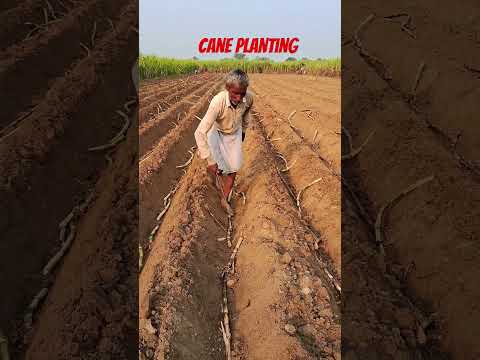 Cane planting #farming #sugarcane #sugarplant #shortvideo