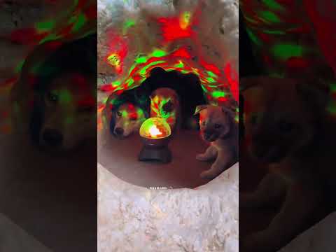 ChinesePastoralDog #trending #shorts