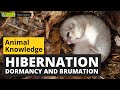 Hibernation and Dormancy in Animals