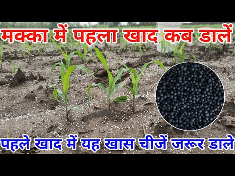 मक्का में पहला खाद कब और कौनसा डालें || Makaa me phla khad kab Dale || makka ki kheti ki jankari