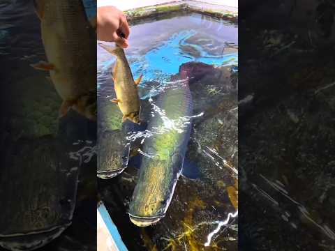 arapaima food hunting style | fresh water monster fish #arapima #rivermonster #hobbyspot